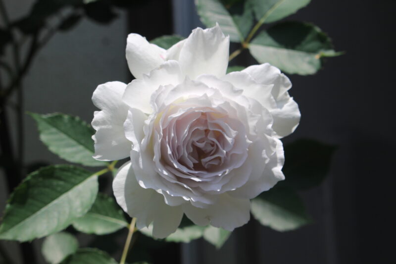 ガブリエルの花 四季咲き 強香 白色 宝珠弁咲き 木立性