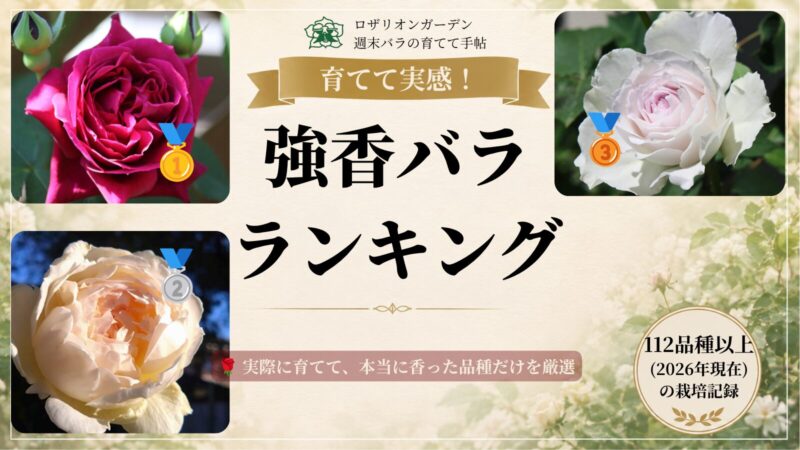 強香バラ10選　ランキング