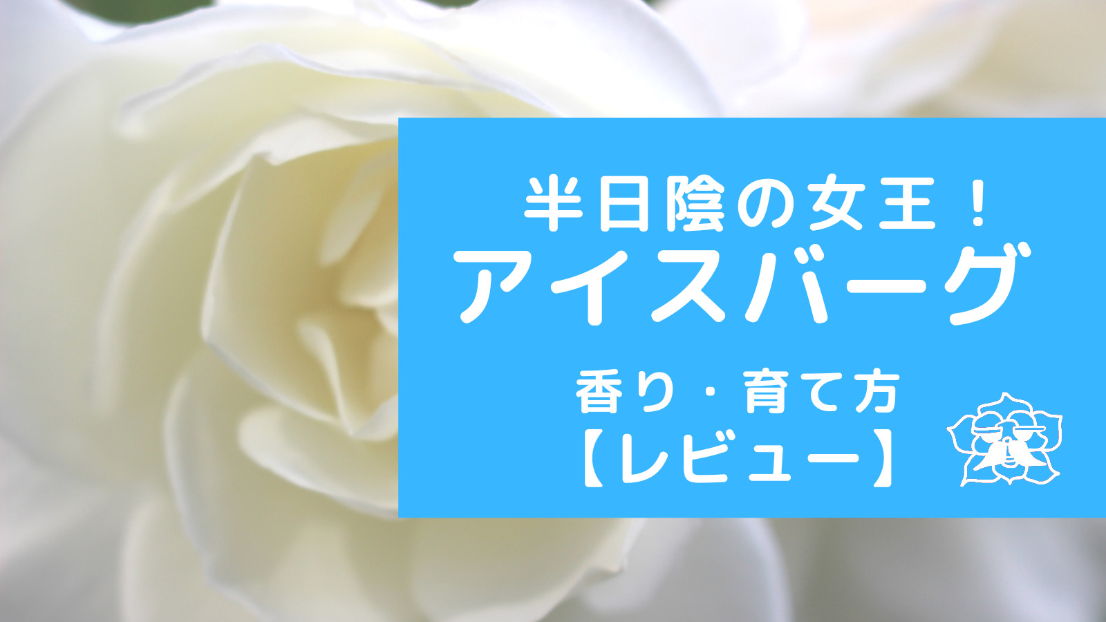 半日陰の女王 純白の木立バラ アイスバーグ 香り 育て方レビュー ロザリオンの気軽なバラ庭