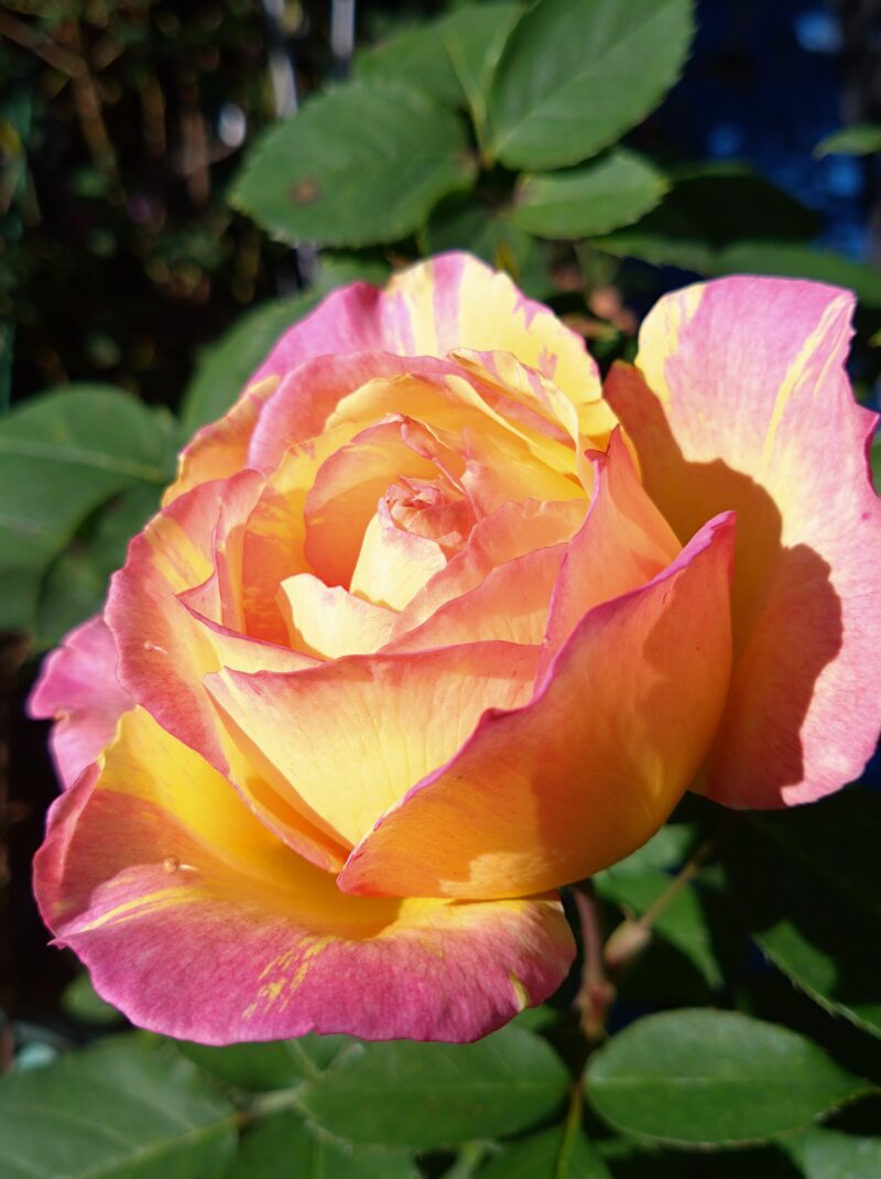 日差しを浴びたマルクシャガールの花