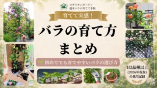 バラの育て方まとめ