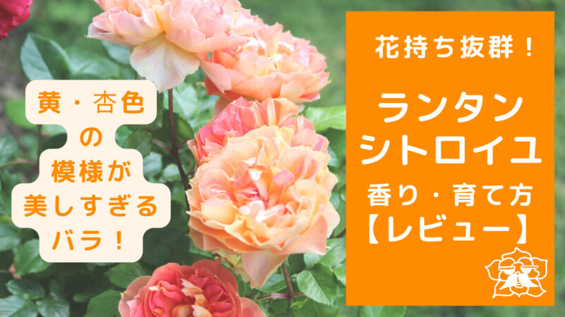 花持ち抜群、橙色バラ「ランタンシトロイユ」香り・育て方レビュー | ロザリオンの気軽なバラ庭ブログ