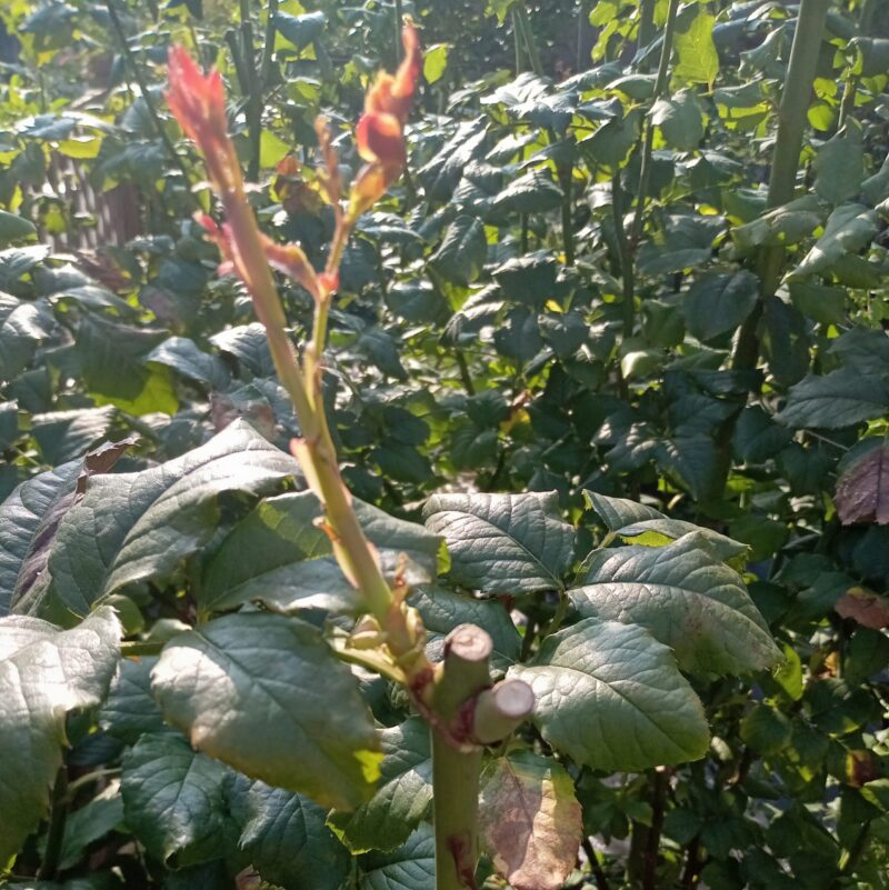 切った枝先から芽