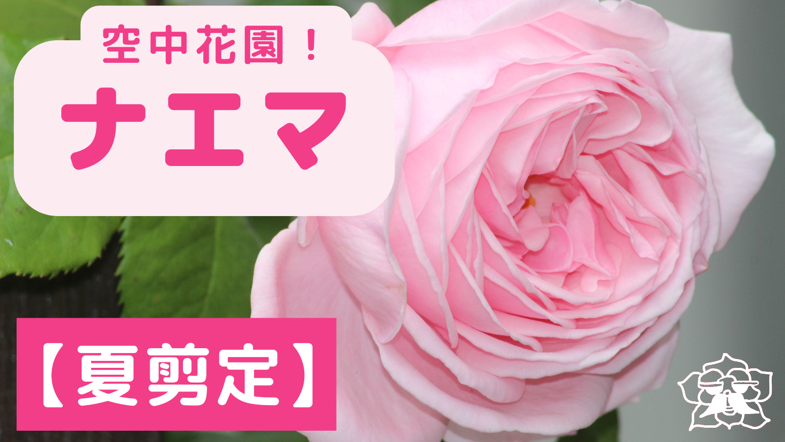 夏剪定 ブッシュ仕立てバラ ナエマ いつまでにどの位置で切る ロザリオンの気軽なバラ庭