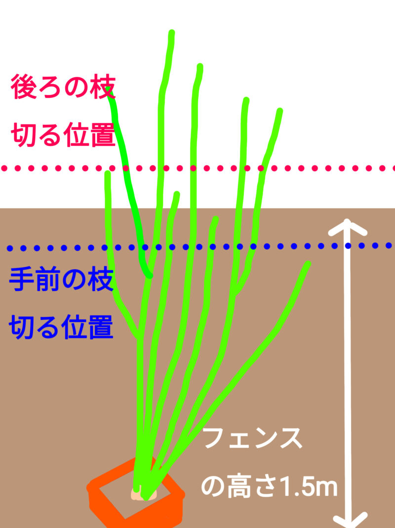 剪定イメージ