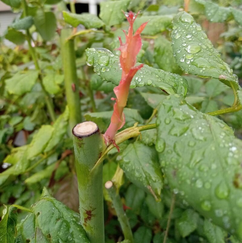 剪定後1週間後に出た芽