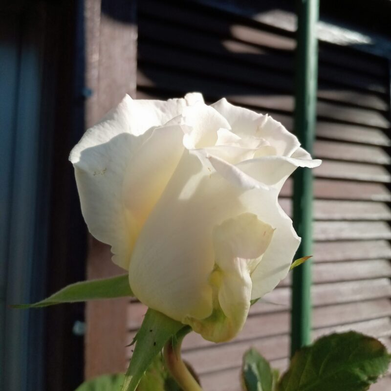 花が開き始める