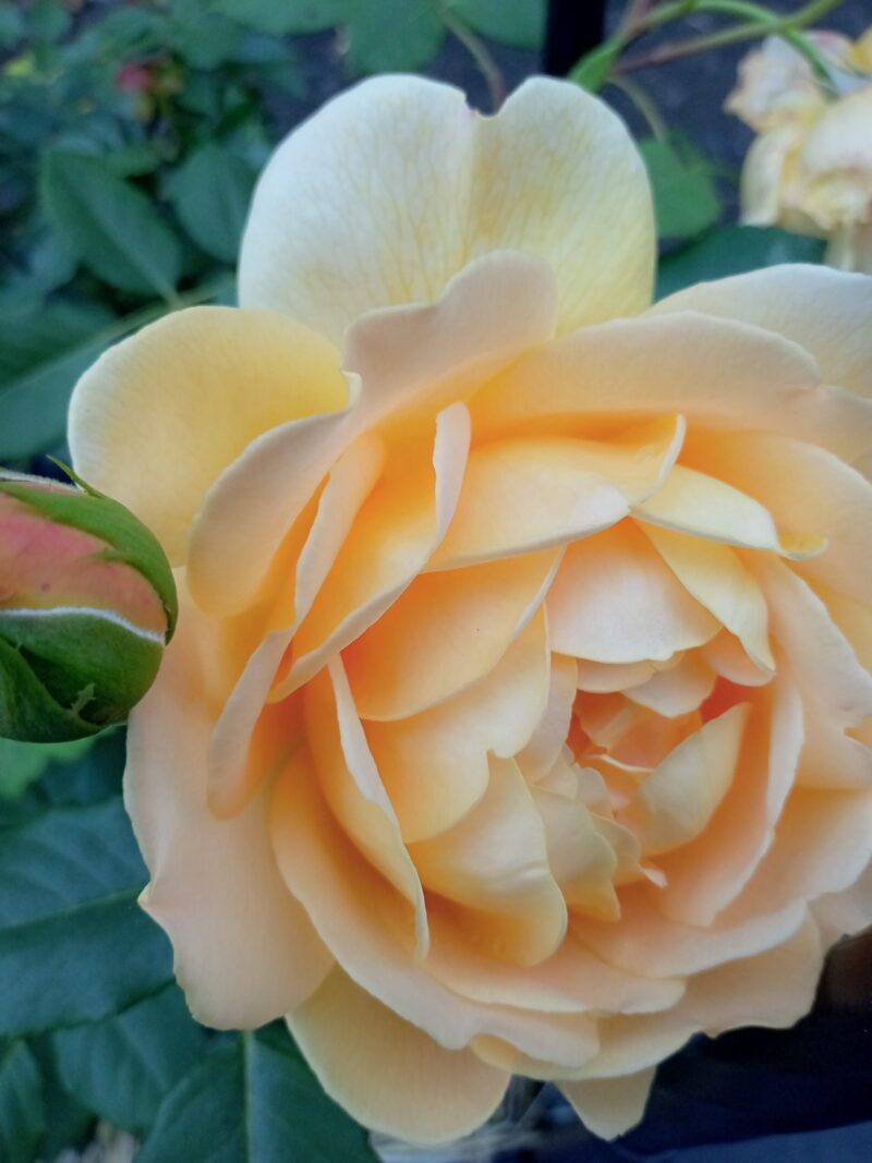 大輪、強香のバラ　ゴールデンセレブレーションの花