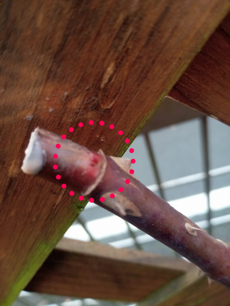 バラ剪定 ナエマ ソフトピンクの四季咲き強香バラ