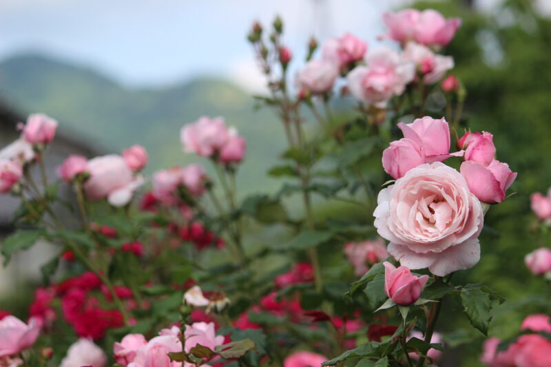 ナエマ房咲きの様子|強香 四季咲き 半つるバラ