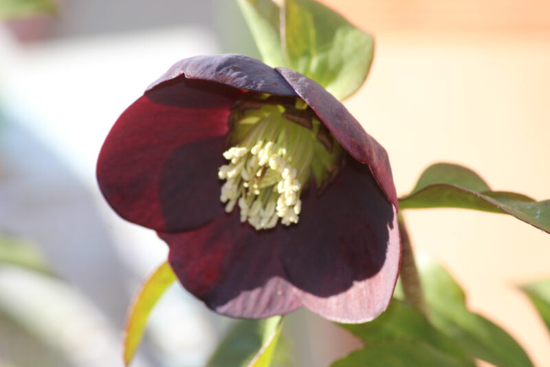 ブラックパールの花