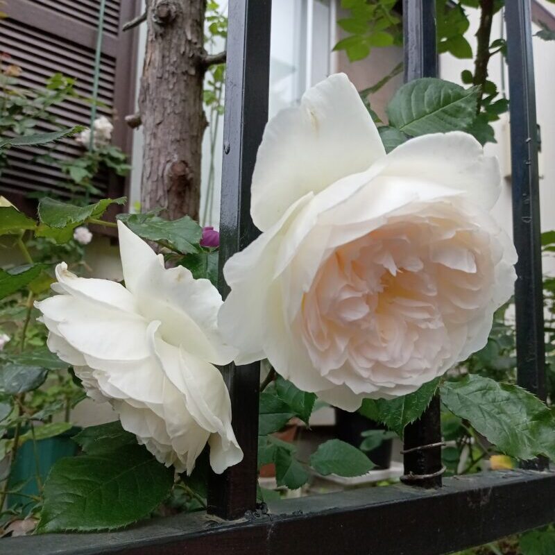 バラ「ボレロ」地植え後初開花