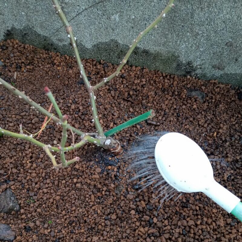 地植え後、水やり中