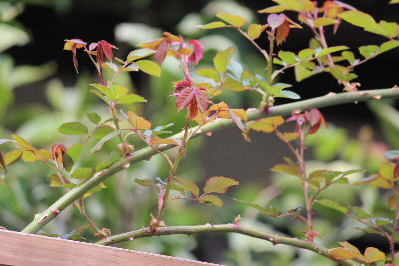 花芽が出ました3月中旬頃