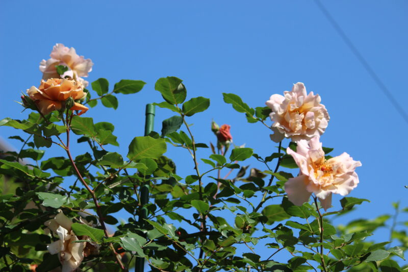 わらわらと開花中