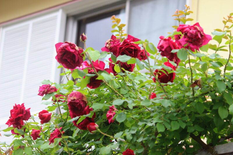 庭のラティスフェンスに誘引しているつるクリムソングローリー 還り咲き 赤バラ