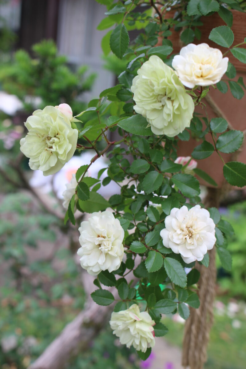 「グリーンアイス」の花