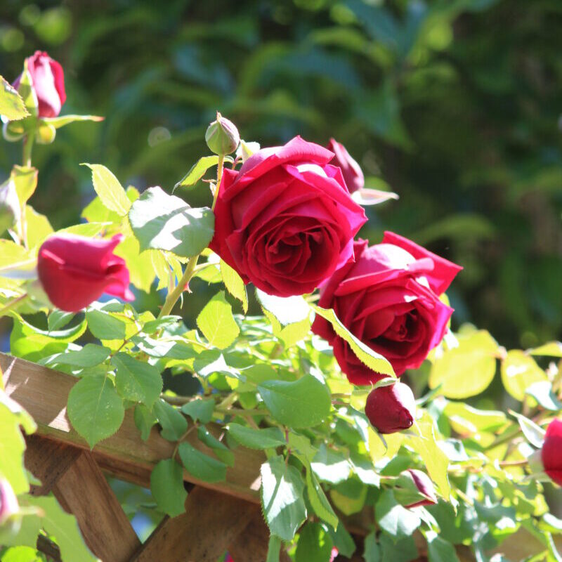 つるクリムソングローリーの花