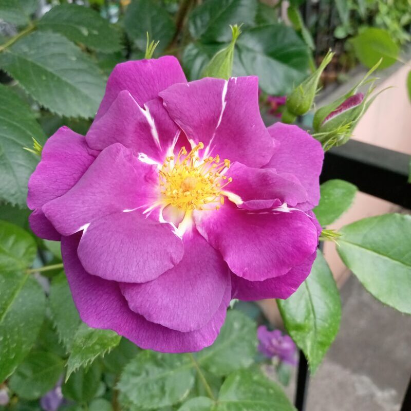 ラプソディインブルーの花