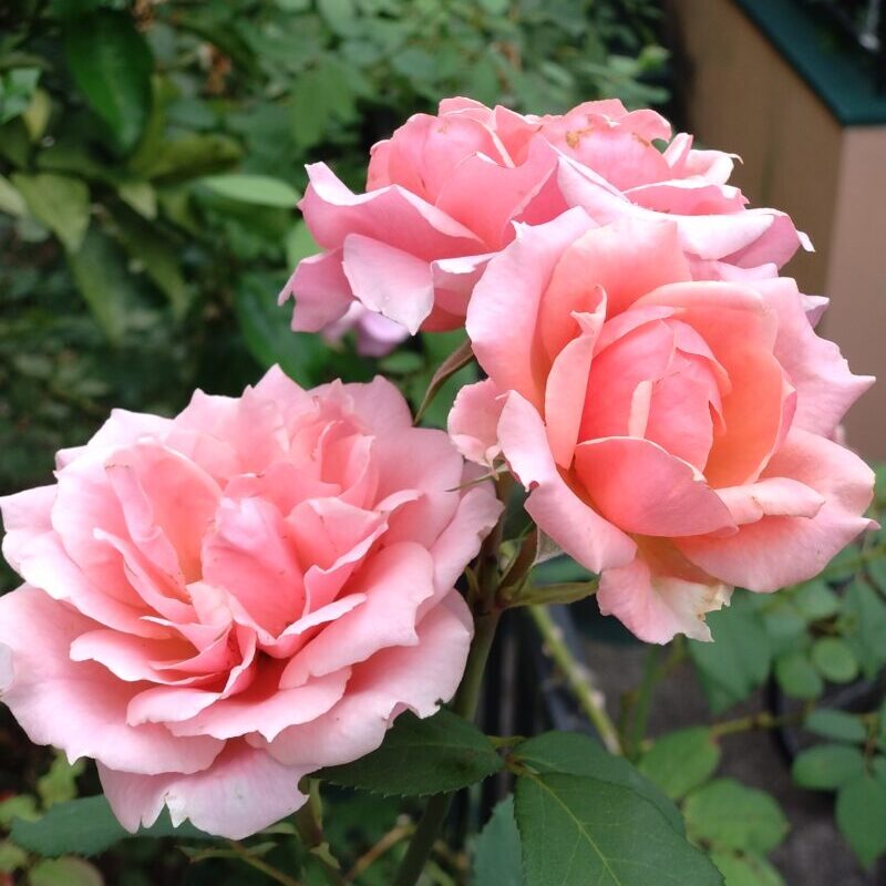 ポールボキューズの花　8月