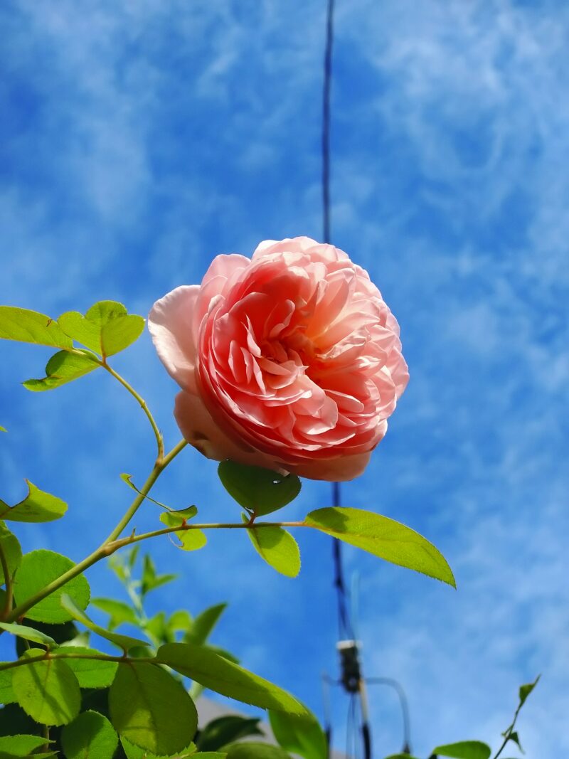 ソニアリキエルの花　8月