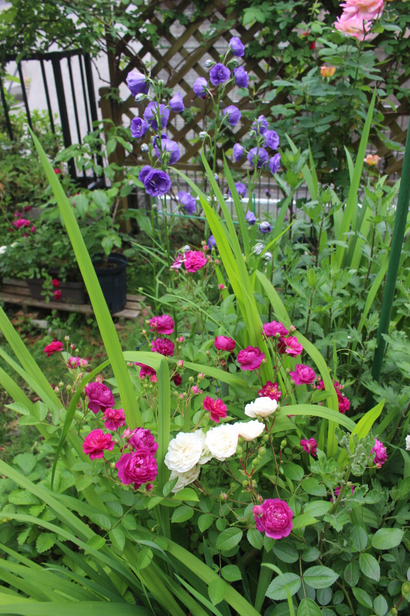 スイートチャリオットは花付きが良く、色鮮やか 赤ミニバラ 中香