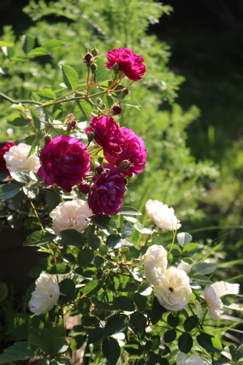 スイートチャリオットとグリーンアイス 赤と白のミニバラが一緒に咲く姿
