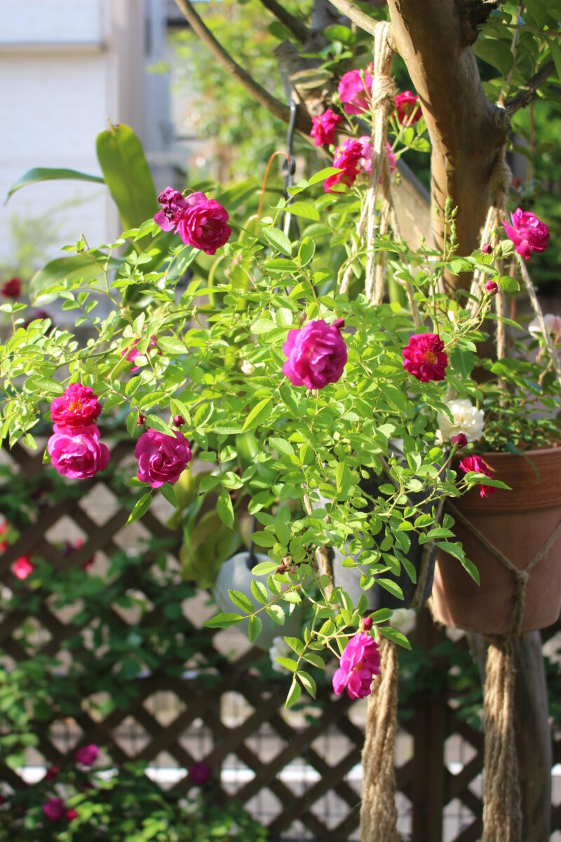 ハンギング仕立て スイートチャリオット 赤ミニバラ 中香