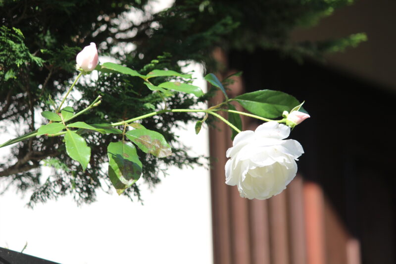 花枝を伸ばして開花中