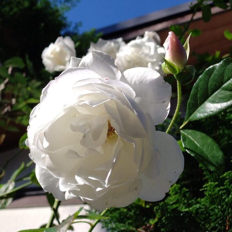 花付きは抜群