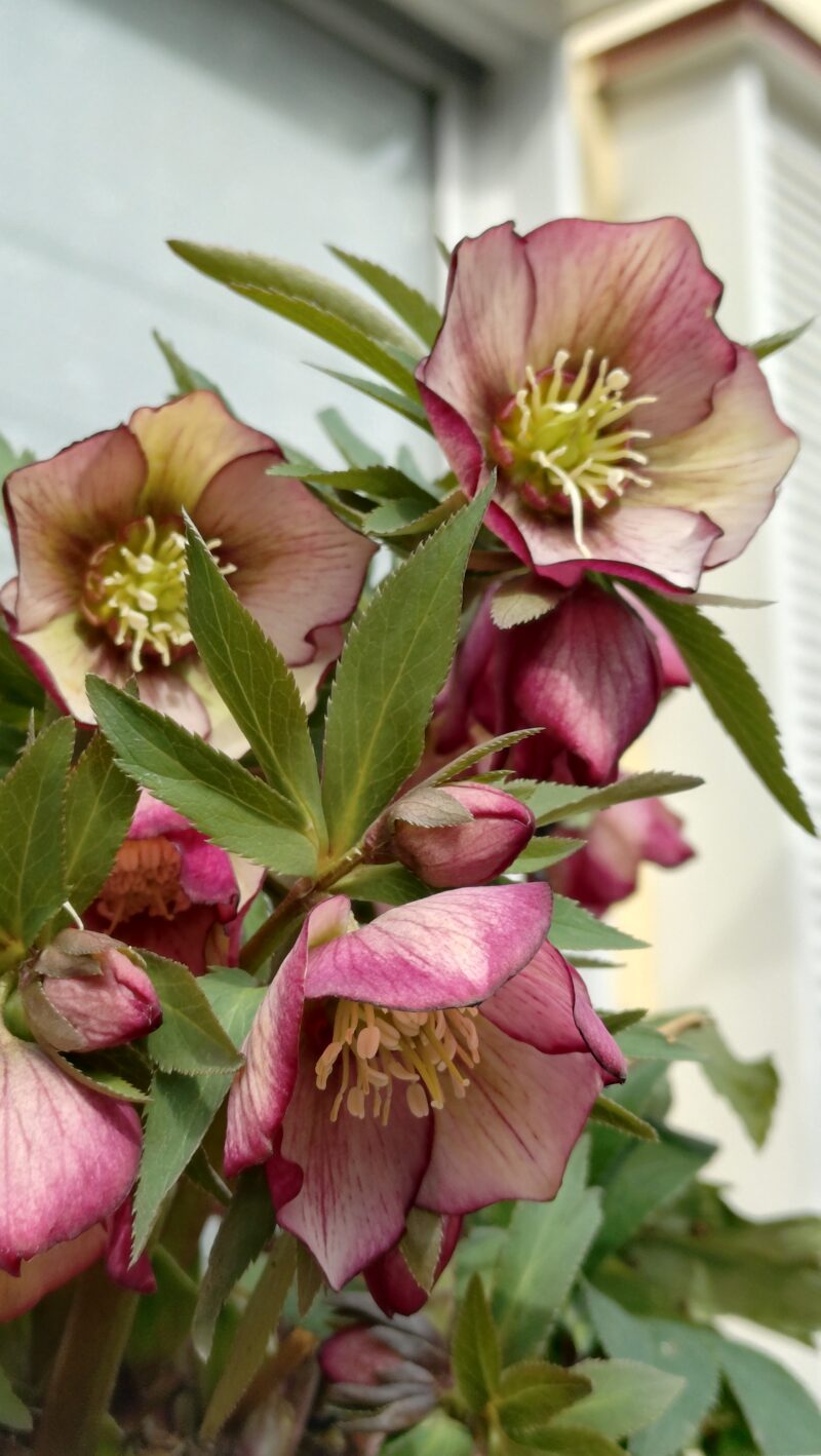 クリスマスローズ　プチドール彩｜2026年2月の開花の様子