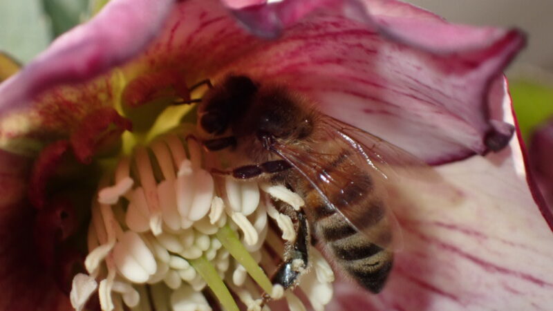 クリスマスローズ｜プチドール「彩」｜蜜蜂が花粉を集めている様子