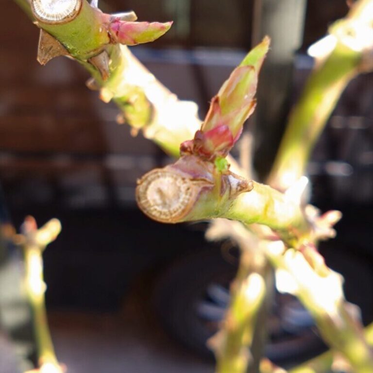 バラの育てて実感レビュー【春3月】芽かきは必要？丨新苗とか特に気が引けます | ロザリオンの気軽なバラ庭ブログ