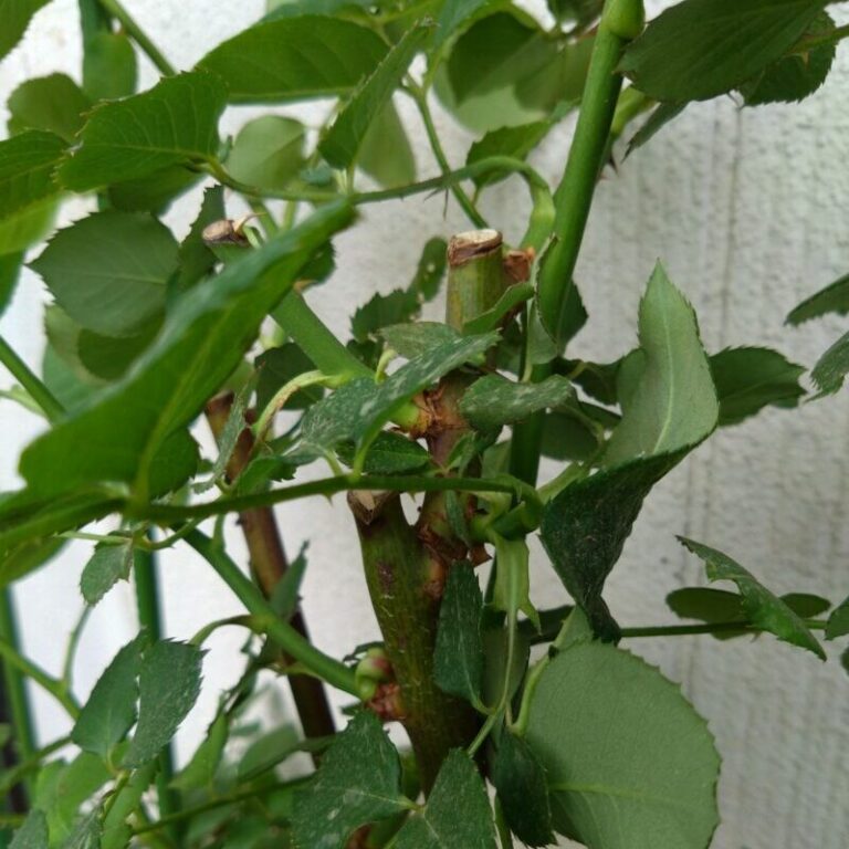 バラの育てて実感レビュー【春3月】芽かきは必要？丨新苗とか特に気が引けます | ロザリオンの気軽なバラ庭ブログ