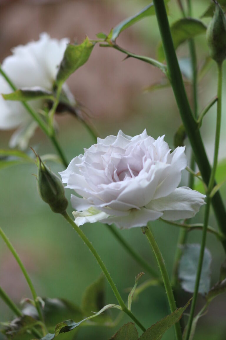 大人気バラ「ガブリエル」丨育てるの難しい?丨鉢植えでの栽培ポイント3つ ロザリオンの気軽なバラ庭ブログ