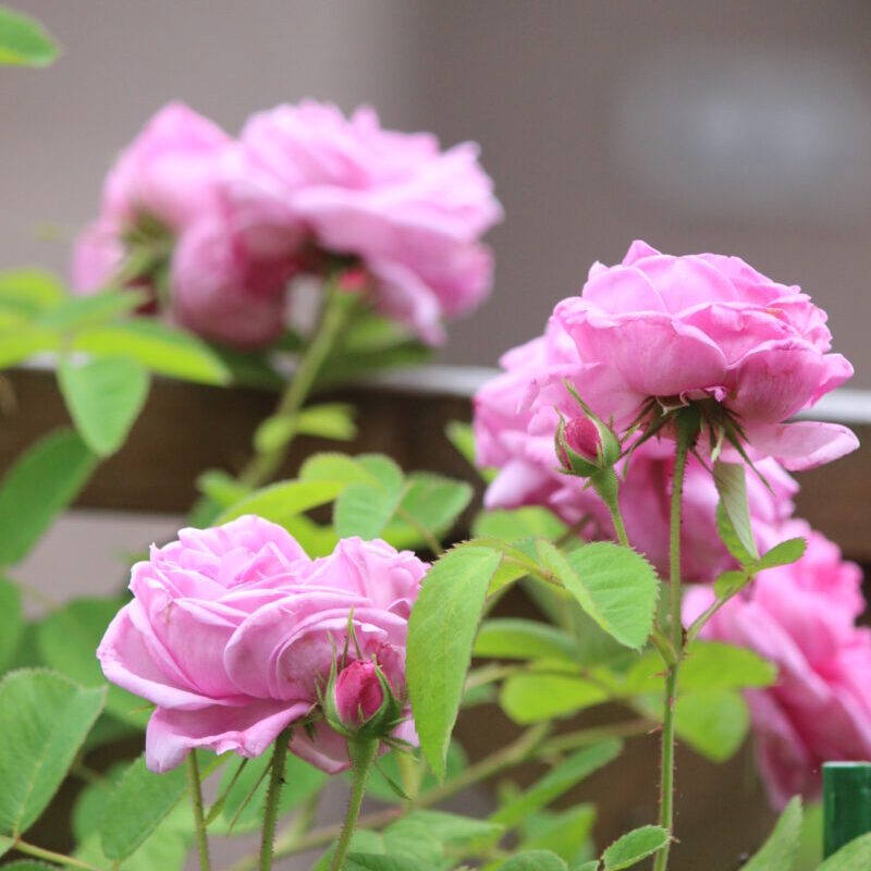 ５月の開花