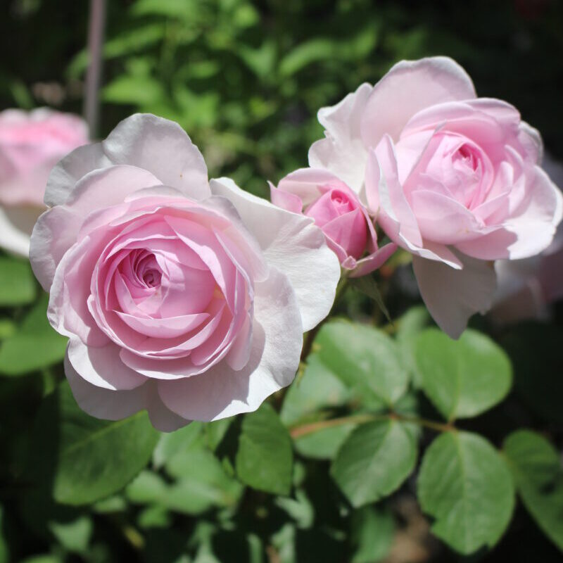 開花中５月