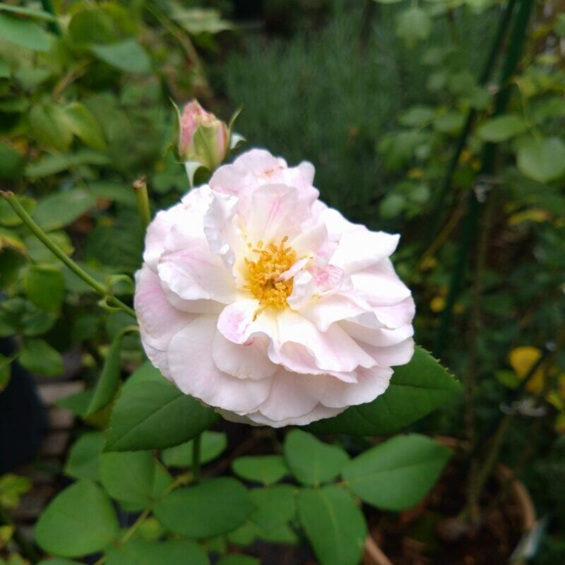 エーデルシュタイン８月の花