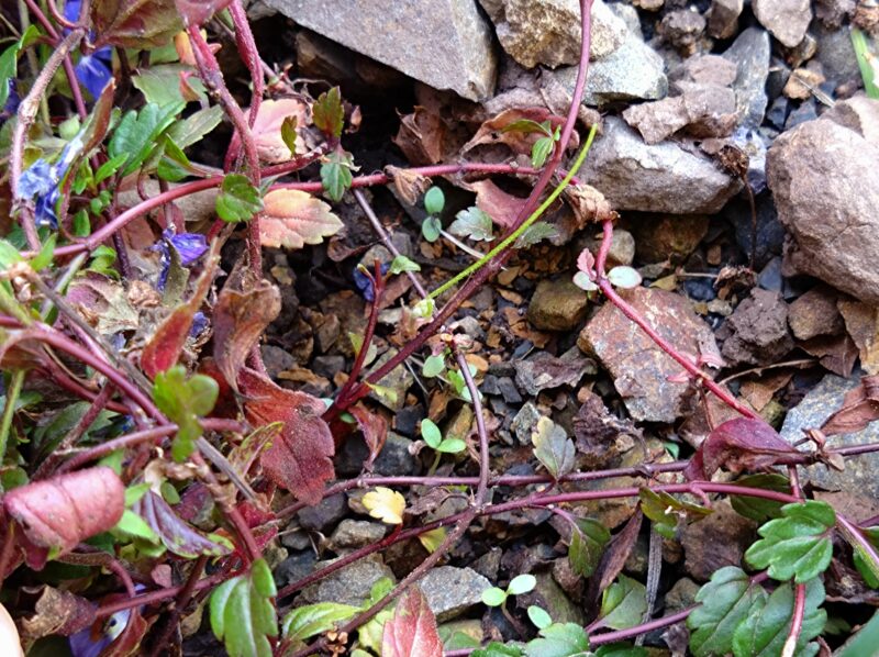 ベロニカの下に雑草の芽がわらわらと出ています