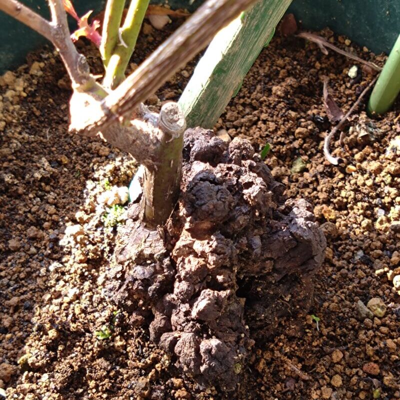 バラの株元に出来た癌腫