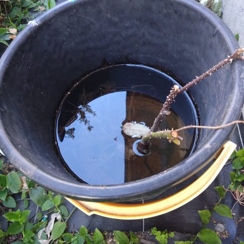 バケツの次亜塩素酸水に漬け込み中