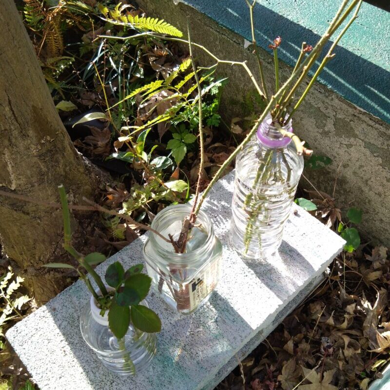 水挿し中
