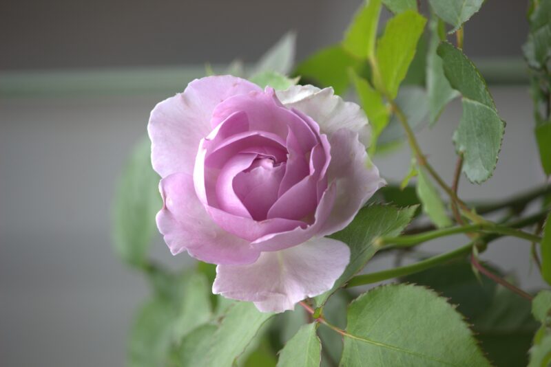リラの花