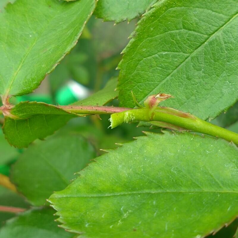花摘み後のリラの枝先