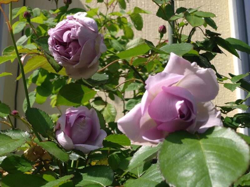 リラ開花し始め