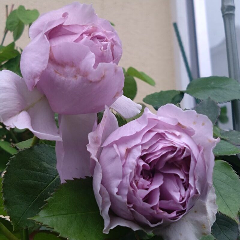 雨上がりのリラの花