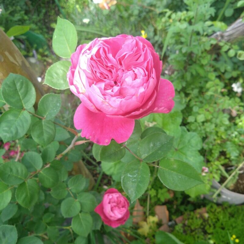5月のアカデミアの花
