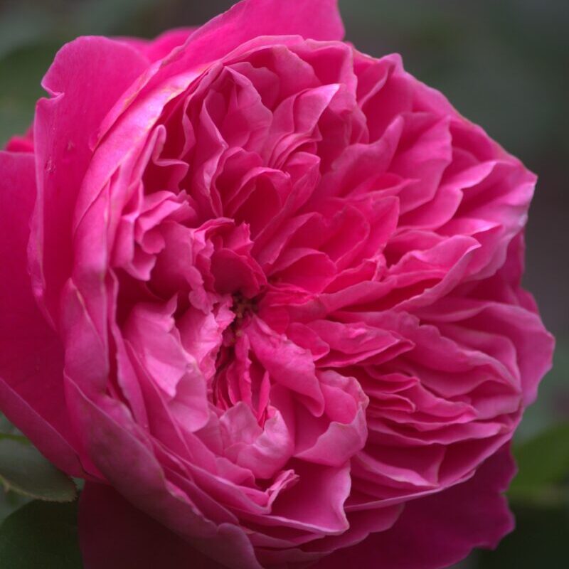 アカデミアの花
