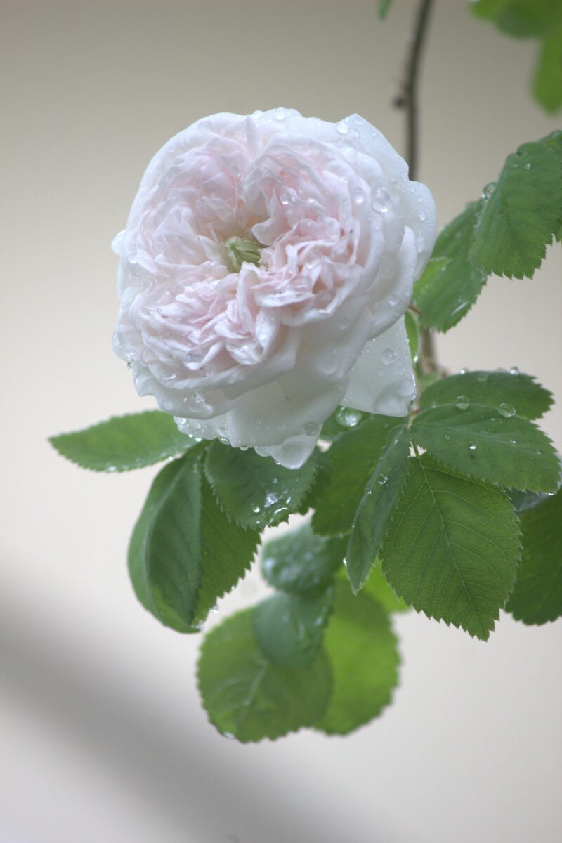 マダムアルディの花