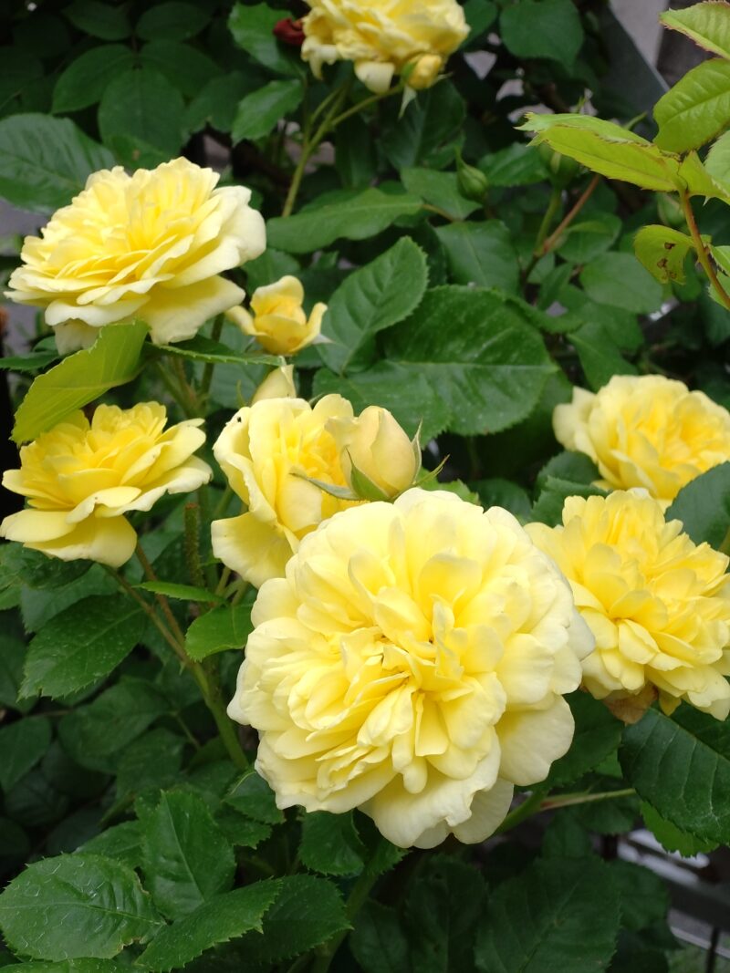 ベルロマンティカの花